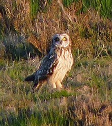 Short-eared Owl - Asio flammeus © John Muddeman